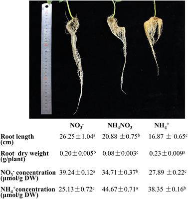 Genome-Wide Identification and Characterization of Long Noncoding RNAs in Populus × canescens Roots Treated With Different <mark class="highlighted">Nitrogen Fertilizers</mark>
